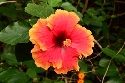 Gefangene Rosen vor weichem natürlichem und künstlerischem Hintergrund. von Albert Mansour