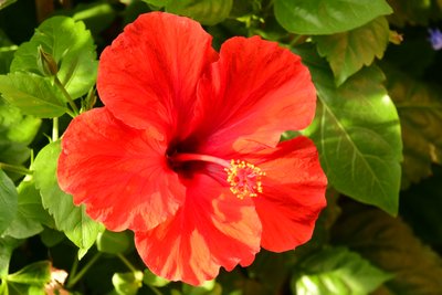 Gefangene Rosen vor weichem natürlichem und künstlerischem Hintergrund. von Albert Mansour