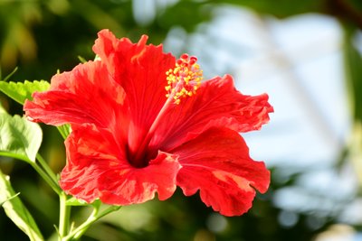 Gefangene Rosen vor weichem natürlichem und künstlerischem Hintergrund. von Albert Mansour