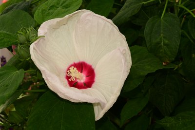 Gefangene Rosen vor weichem natürlichem und künstlerischem Hintergrund. von Albert Mansour