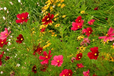 Gefangene Rosen vor weichem natürlichem und künstlerischem Hintergrund von Albert Mansour