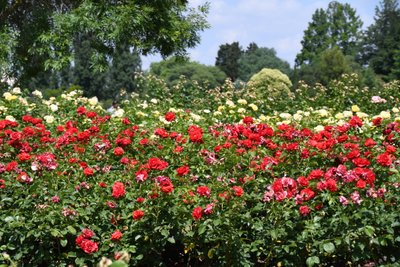 Blumenkunst im Ölmalstil von Albert Mansour