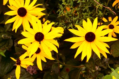 Blumenfeinmalerei im Ölmalstil von Albert Mansour