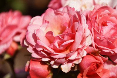 Florale Kunst von Albert Mansour