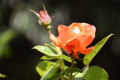 Florale Kunst von Albert Mansour