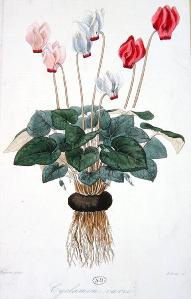 Alpenveilchen, graviert von Debray von A. (after) Faguet