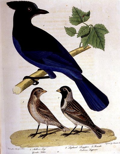 Stellers Häher und Lapplandammer, gestochen von Alexander Lanson (kolorierter Kupferstich) von A. (after) Rider