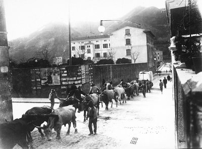 Einige Ochsen, die für den Marmortransport aus den Apuanischen Steinbrüchen verwendet werden, werden auf einer Straße in Carrara geführt von A. Corsini