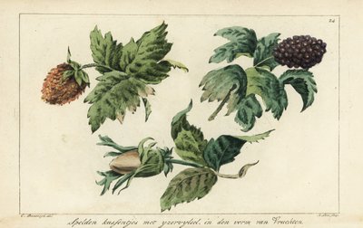 Stickmuster für Früchte, Beeren und Eicheln von A. Lutz