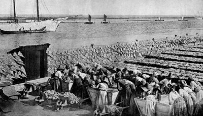 Mengen von Kabeljau, die in der Sonne bei Aveiro am Mündung des Vouga, Portugal, ca. 1930er Jahre, trocknen von A. W. Cutler
