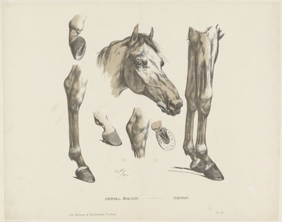 Hengst von A. van Loco