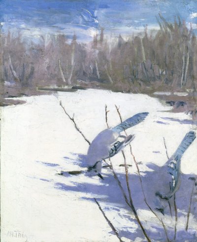 Blauhäher im Winter, Studie für das Buch Concealing Coloration in the Animal Kingdom von Abbott Handerson Thayer