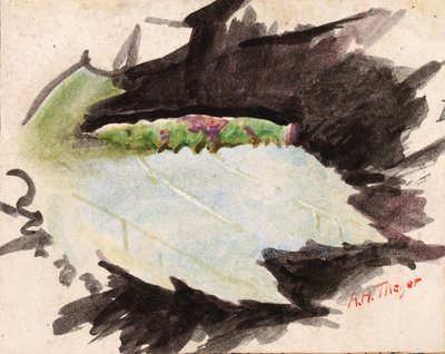 Heterocampa Biundata, Walker, Studie für das Buch Concealing Coloration in the Animal Kingdom von Abbott Handerson Thayer