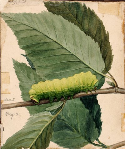 Mondraupe, Studie für das Buch Concealing Coloration in the Animal Kingdom von Abbott Handerson Thayer
