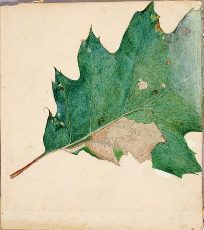 Oligocentra Lignicolor, Walker, Studie für das Buch Concealing Coloration in the Animal Kingdom von Abbott Handerson Thayer