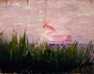 Rosalöffler, Studie für das Buch Concealing Coloration in the Animal Kingdom, ca. 1905-1909 von Abbott Handerson Thayer