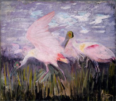 Rosalöffler, Studie für das Buch Concealing Coloration in the Animal Kingdom von Abbott Handerson Thayer
