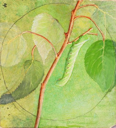 Sphinxraupe, Studie für das Buch 
