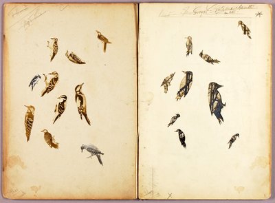 Specht, Studienmappe für das Buch „Concealing Coloration in the Animal Kingdom“ von Abbott Handerson Thayer