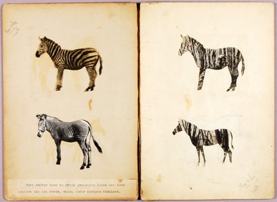 Zebras, Studienmappe für das Buch 