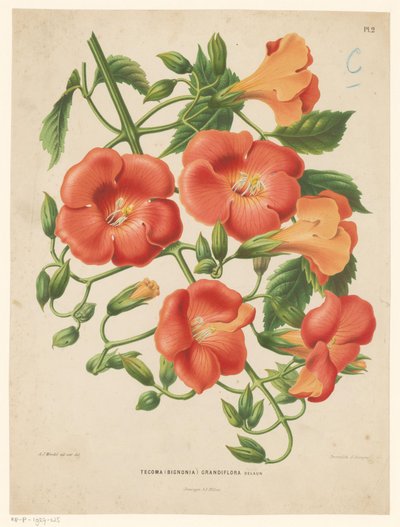 Bignonie von Abraham Jacobus Wendel