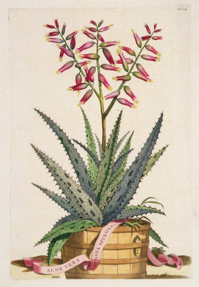 Aloe Vera Costa Spinosa, aus 