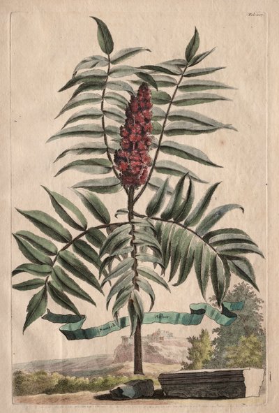 Phytographia Curiosa: Sumachbaum von Abraham Munting