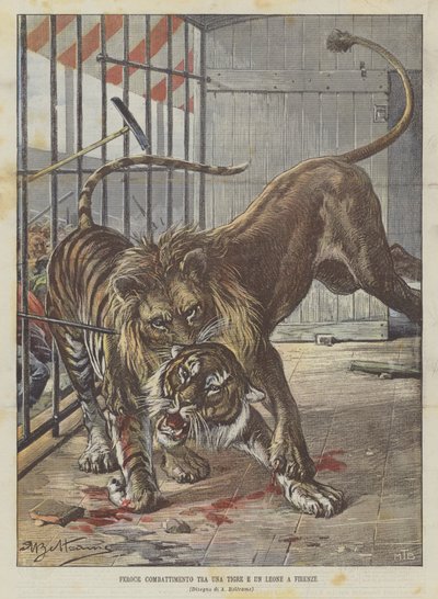 Heftiger Kampf zwischen einem Tiger und einem Löwen in Florenz von Achille Beltrame