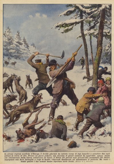 In einigen nördlichen Regionen Europas hat die eisige Kälte hungrige Wolfsrudel angelockt von Achille Beltrame