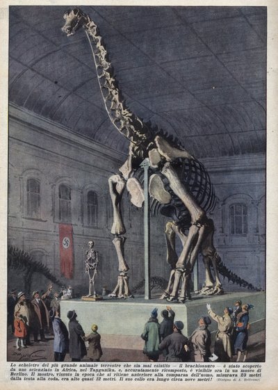 Installation eines Brachiosaurierskeletts, das von einem Wissenschaftler in Afrika entdeckt wurde, in einem Museum in Berlin, Deutschland. Illustration von Achille Beltrame in 