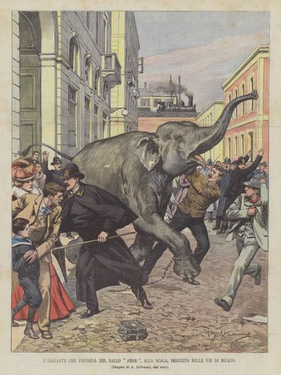 Der Elefant, der im Ballett Amor an der Scala auftreten wird, ist in den Straßen von Mailand durchgegangen von Achille Beltrame