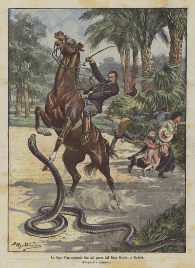 Die Flucht einer Boa-Schlange im Park von Buen Retiro, in Madrid von Achille Beltrame