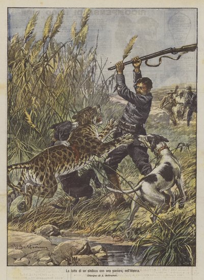 Der Kampf eines Bürgermeisters mit einem Panther in Algerien von Achille Beltrame