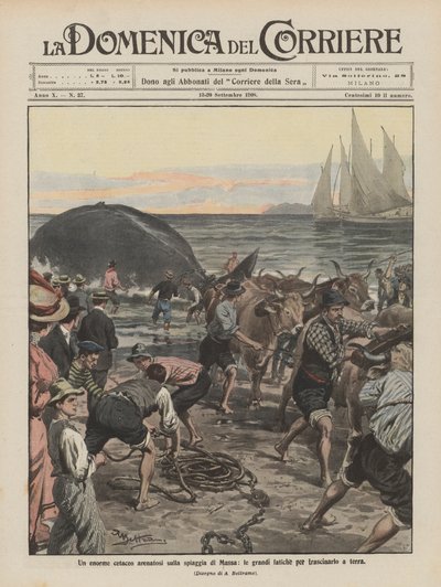 Ein riesiger Wal gestrandet am Strand von Massa, die großen Anstrengungen, ihn an Land zu ziehen von Achille Beltrame