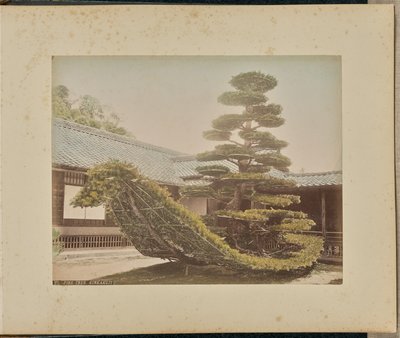 Kiefer, Kinkakuji von Adolfo Farsari