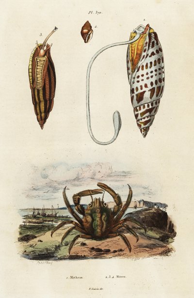 Mitraschnecken und grüner Klammkrebs (Stich) von Adolph (after) Fries