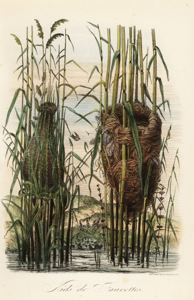 Nester des Streifenrohrsängers, Cisticola juncidis, und des Teichrohrsängers, Acrocephalus scirpaceus von Adolph (after) Fries