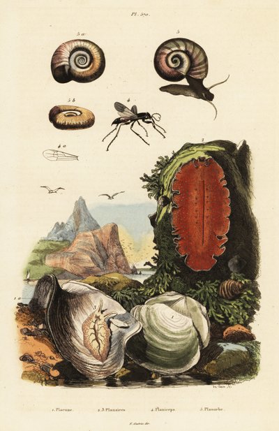 Auster, Spinnenwespe und Schnecke von Adolph (after) Fries