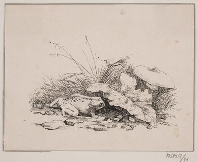 Die Kröte von Johan Adolph Kittendorff