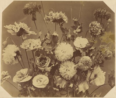 [Blumen] von Adolphe Braun