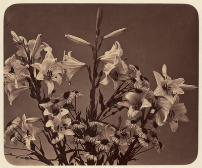 [Blumen] von Adolphe Braun