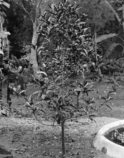 Kaffeebaum, Jamaika von Adolphe Duperly and Son