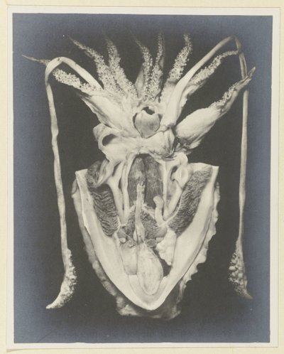 Anatomie eines Tintenfischs von Adolphe Louis Donnadieu