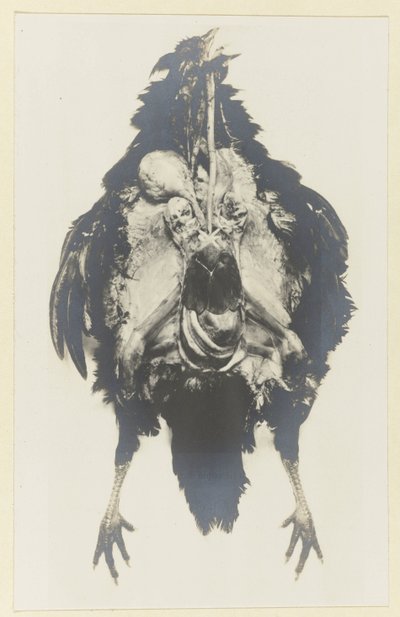 Anatomie eines Huhns von Adolphe Louis Donnadieu