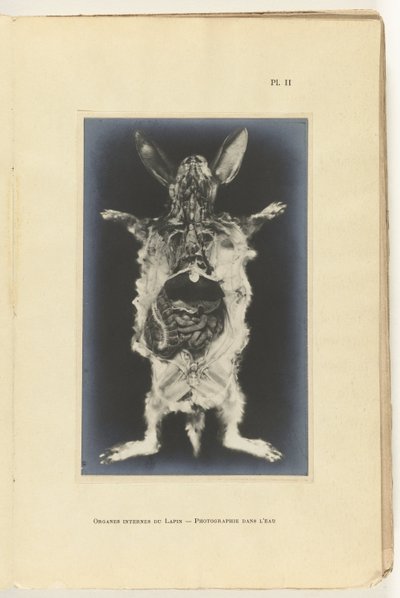Aufgeschnittenes Kaninchen mit sichtbaren Organen von Adolphe Louis Donnadieu