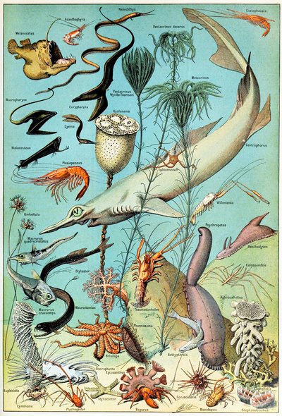 Illustration einer Tiefsee-Unterwasserszene, ca. 1923 von Adolphe Philippe Millot