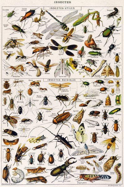 Illustration nützlicher Insekten und Insektenschädlinge ca. 1923 von Adolphe Philippe Millot