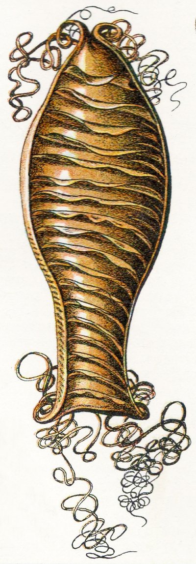 Geripptes Eigehäuse eines Katzenhais (Scyliorhinus), 1923 von Adolphe Philippe Millot