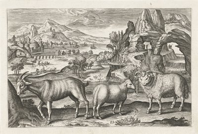 Bock und Schafe (Vierbeinige Tiere, Serie) von Adriaen Collaert