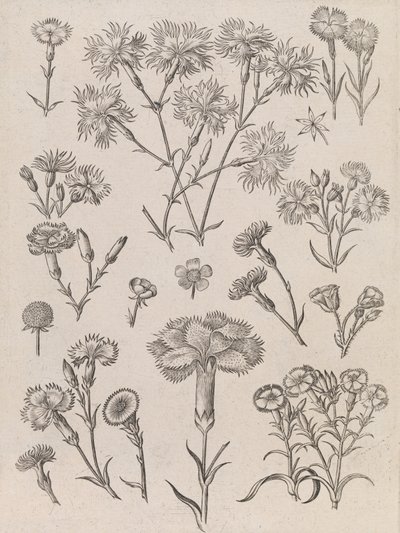 Narzissen von Adriaen Collaert